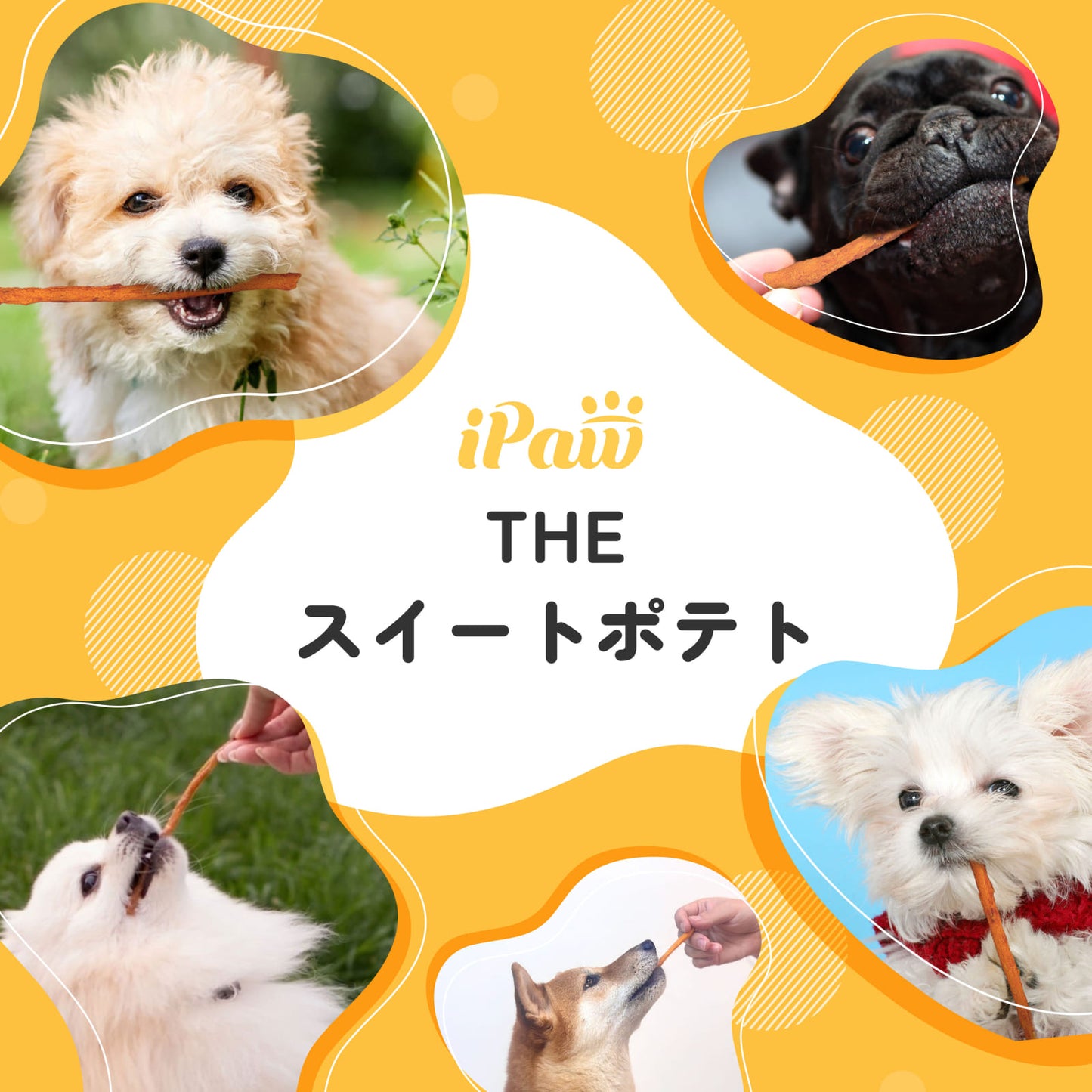 iPaw さつまいもスティック 100g（＠yomogi5.5コラボ中！）